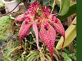 Red-Tail Bulb-Leaf Orchid